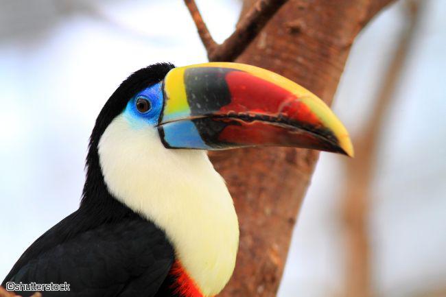Portrait d'un perroquet dans la forêt au Costa Rica